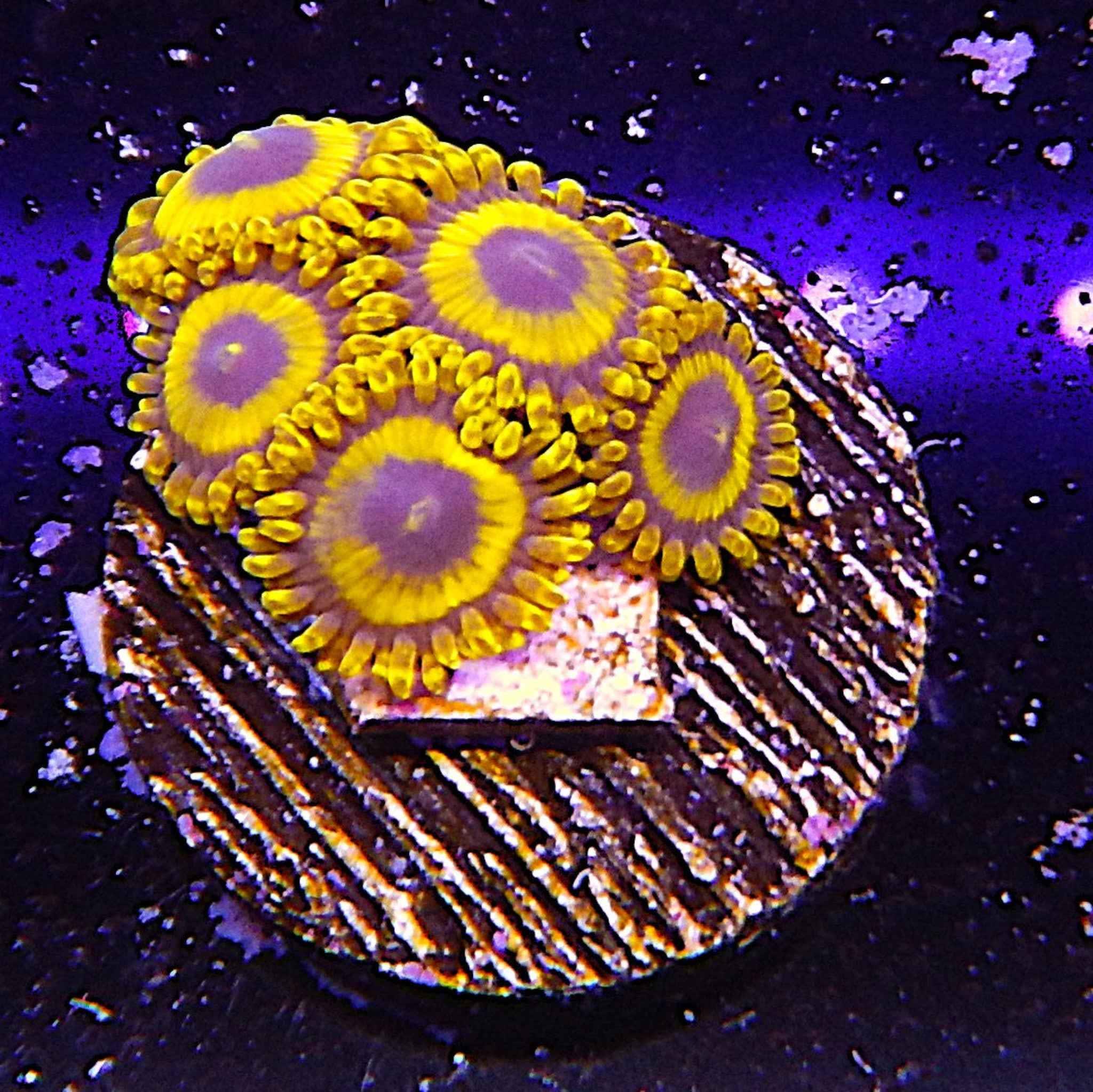 ECC Lakers Zoas Coral