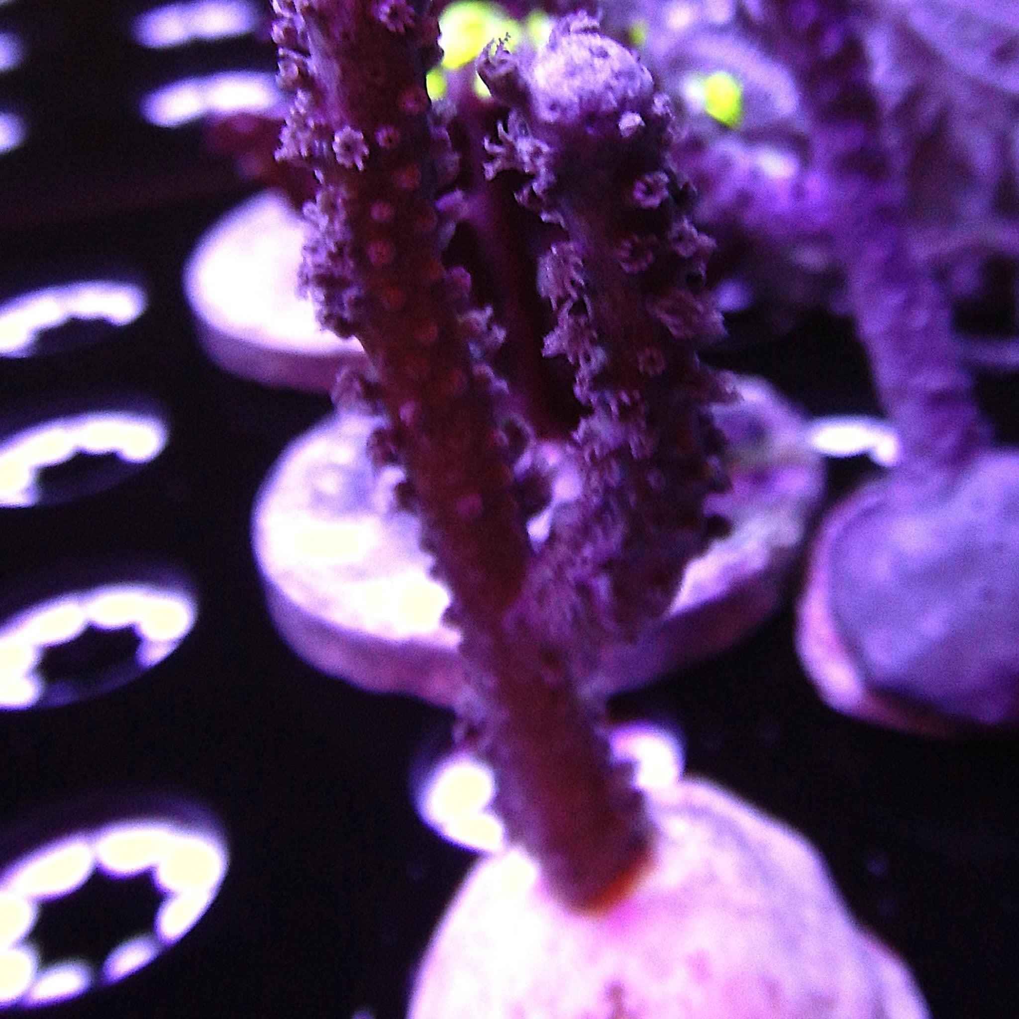 Black Candelabra Gorgonian Coral