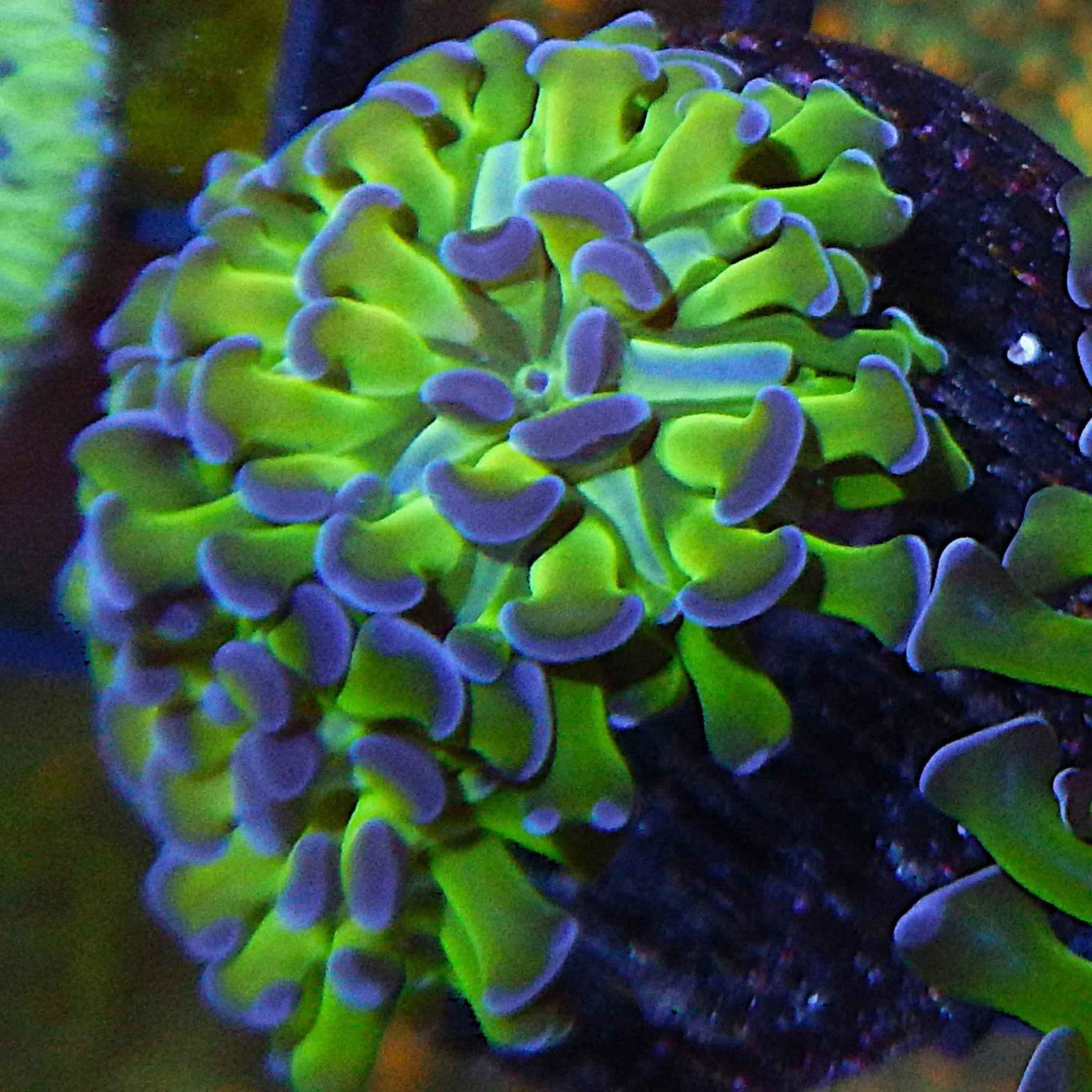 Indo Neon Green Hammer Coral