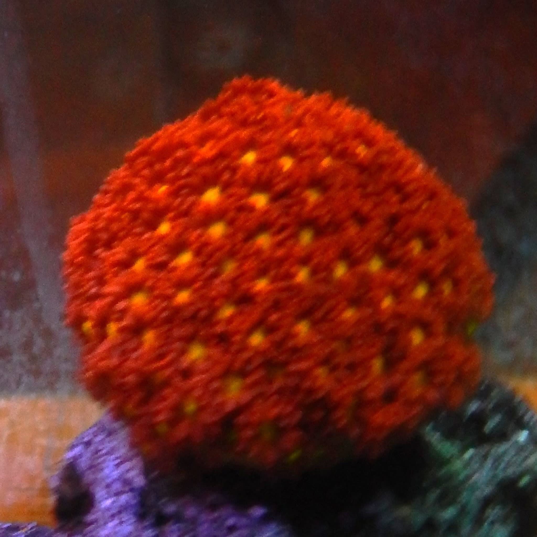 ECC Time Warp Goniopora Coral
