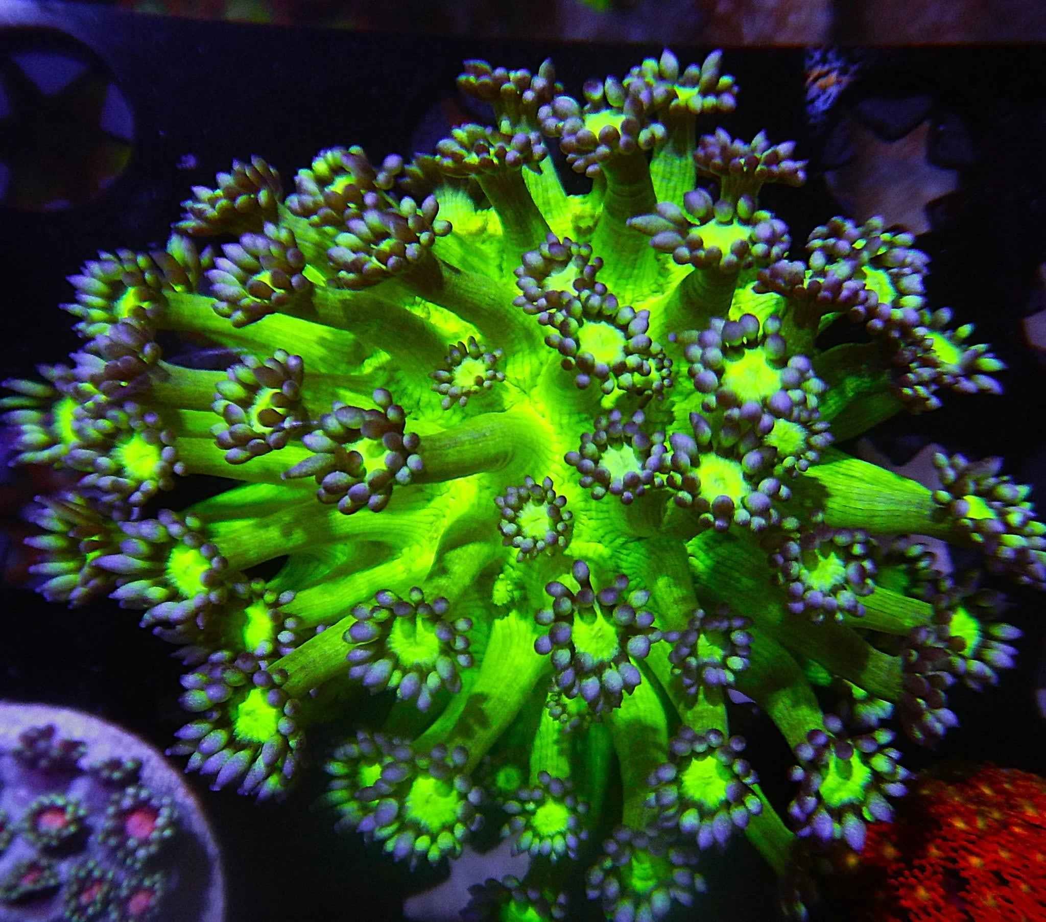 Blue Tip Goniopora Coral