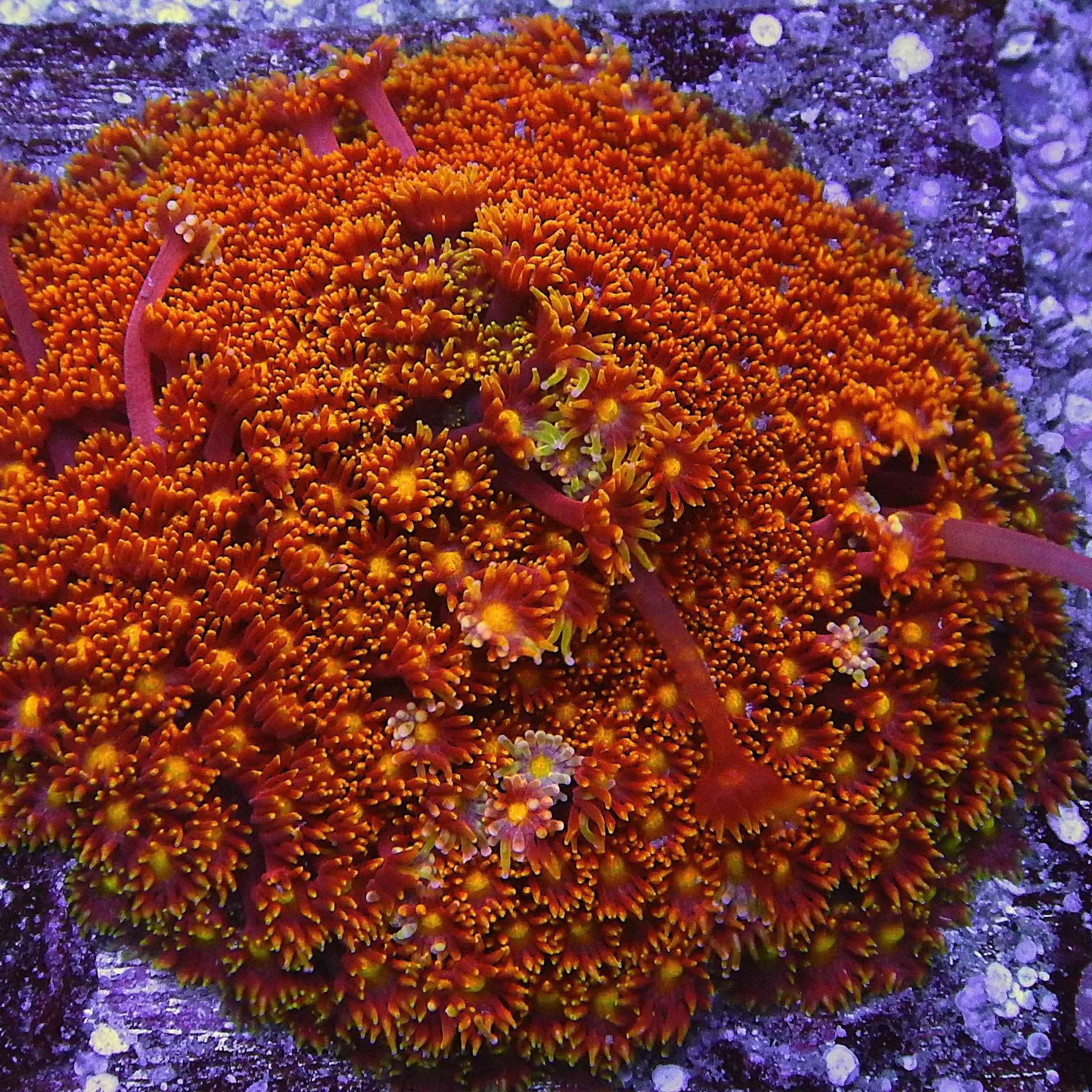 ACI Honeysuckle Goniopora Coral