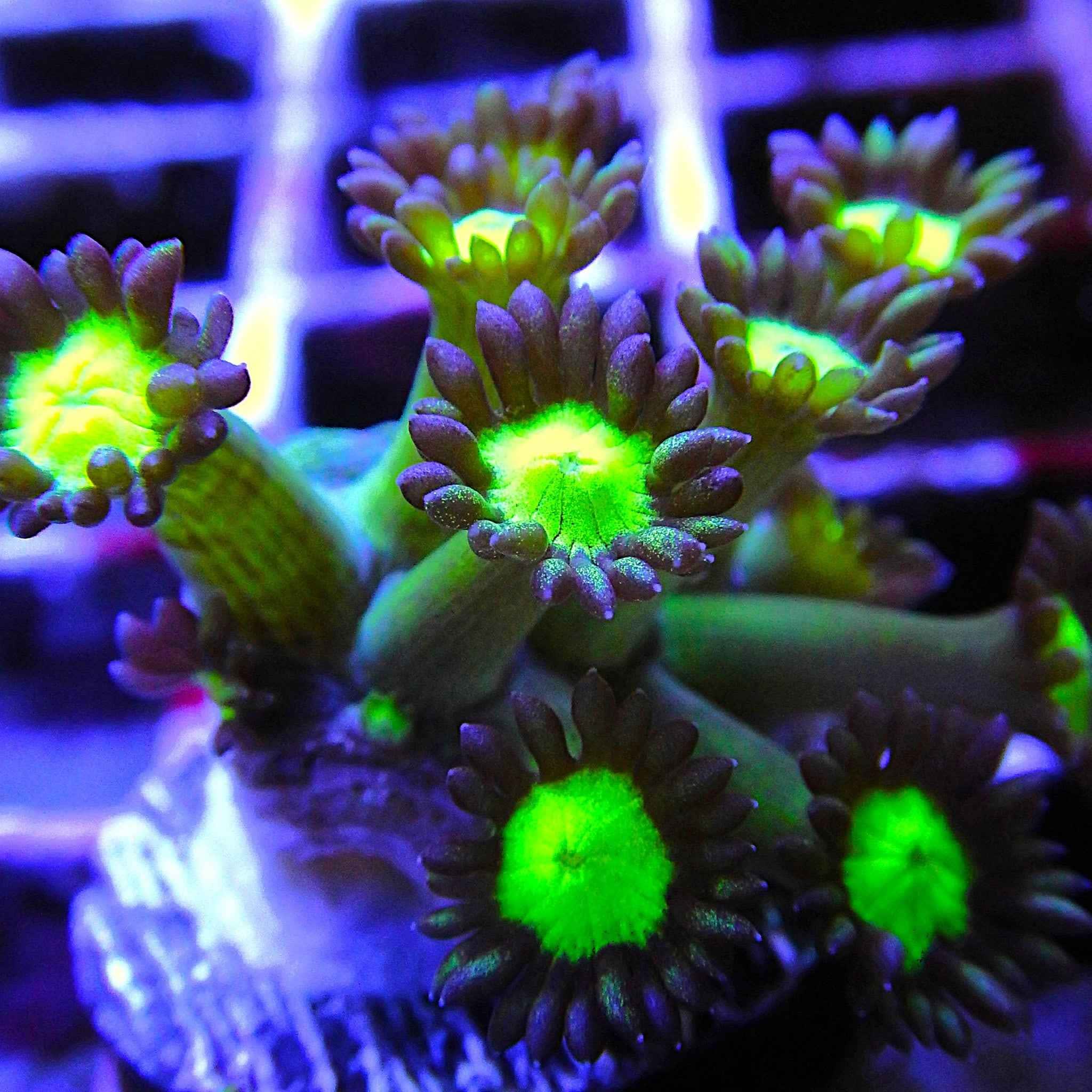 Grape Sparkles Goniopora Coral