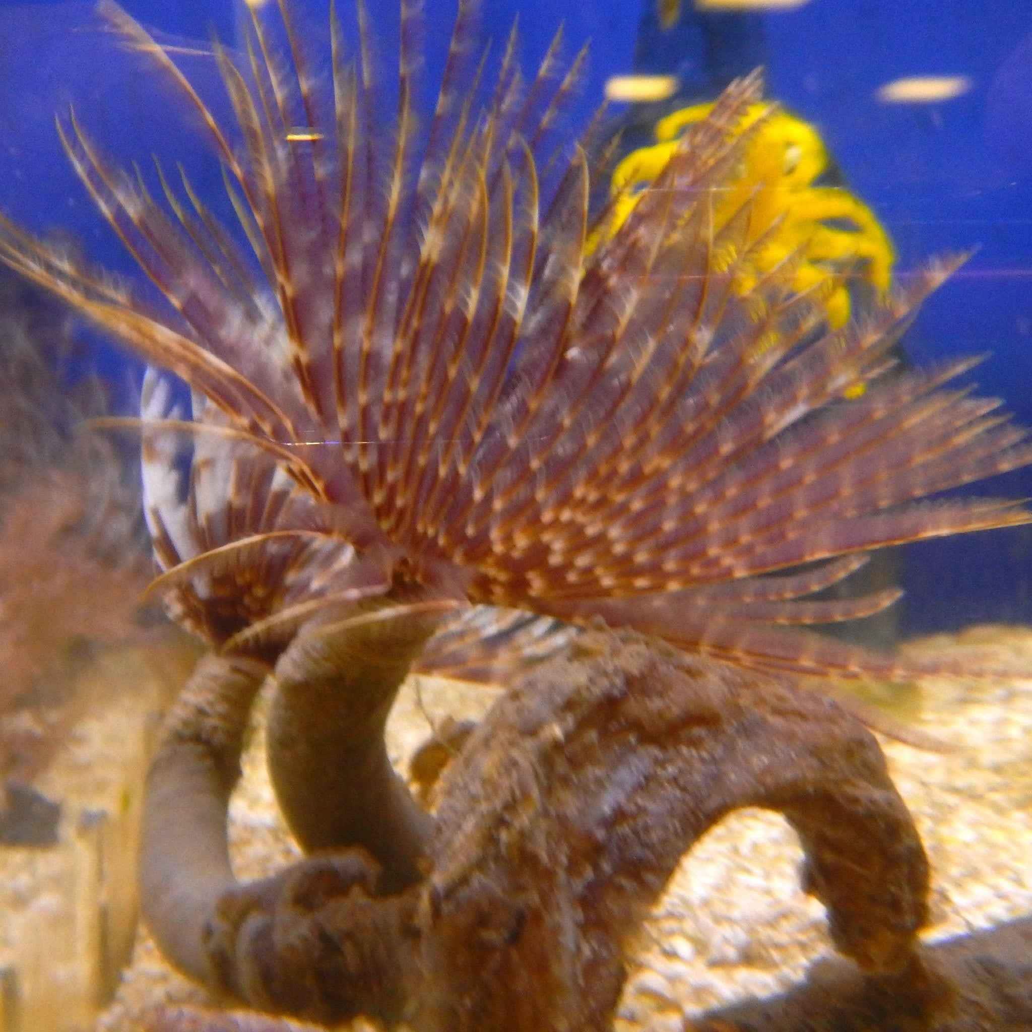 Feather Duster