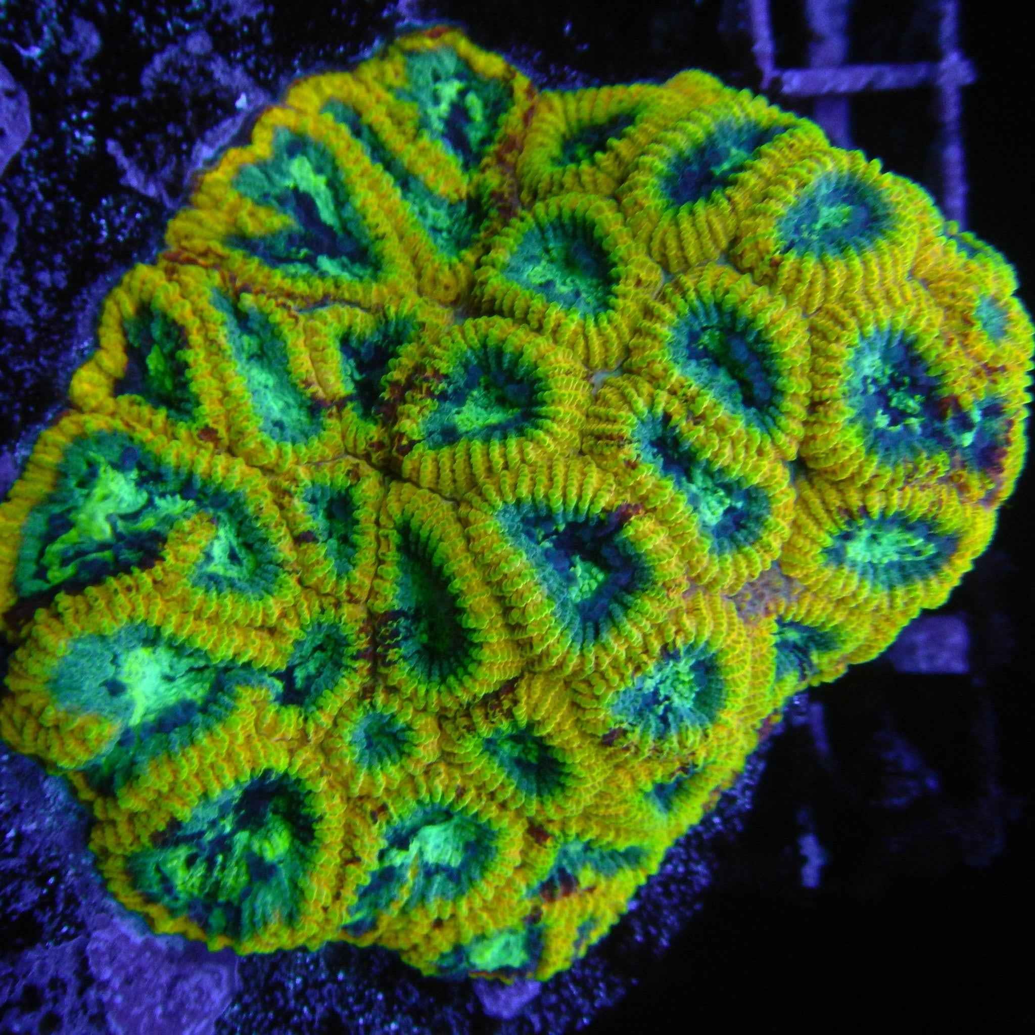Yellow Submarine Favia Coral