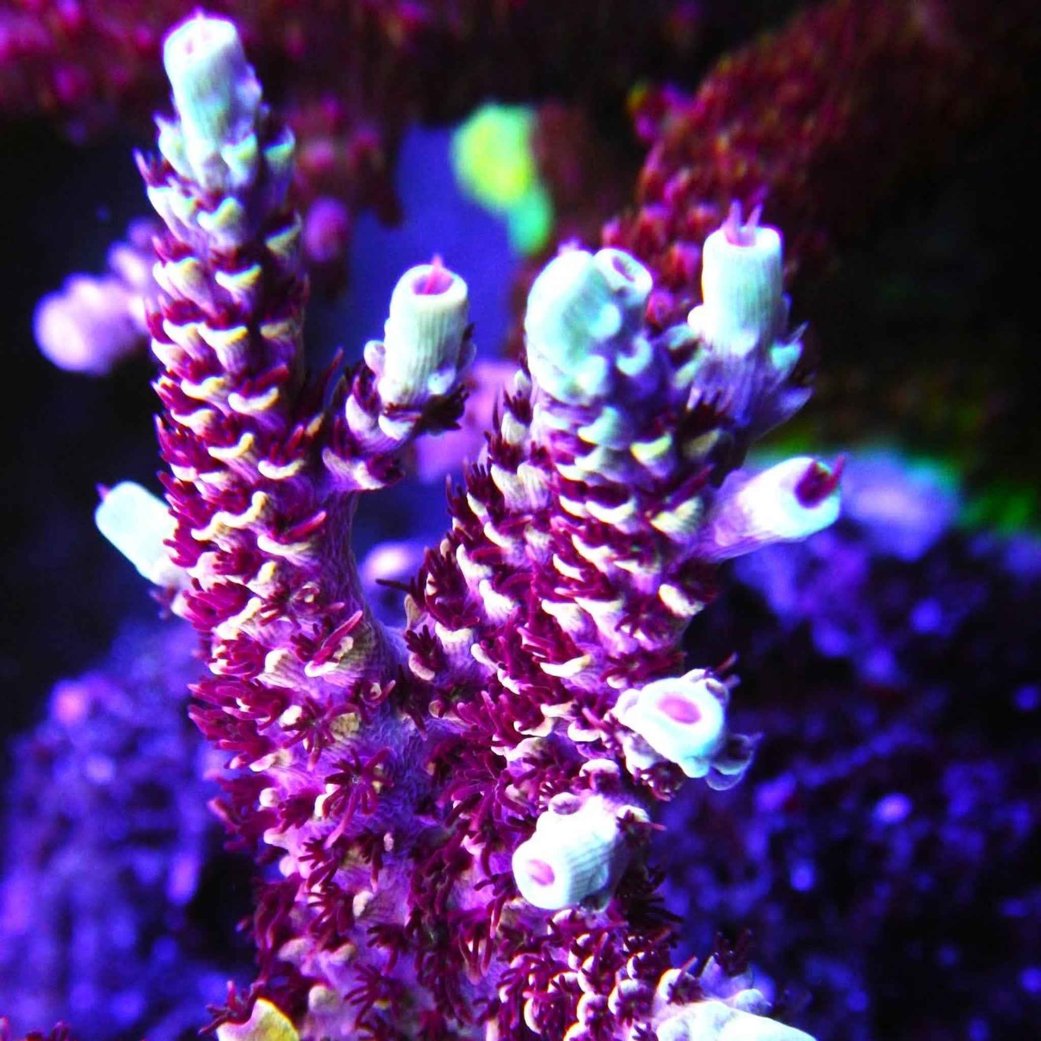 TSA Rainbow Sherbet Acropora Coral