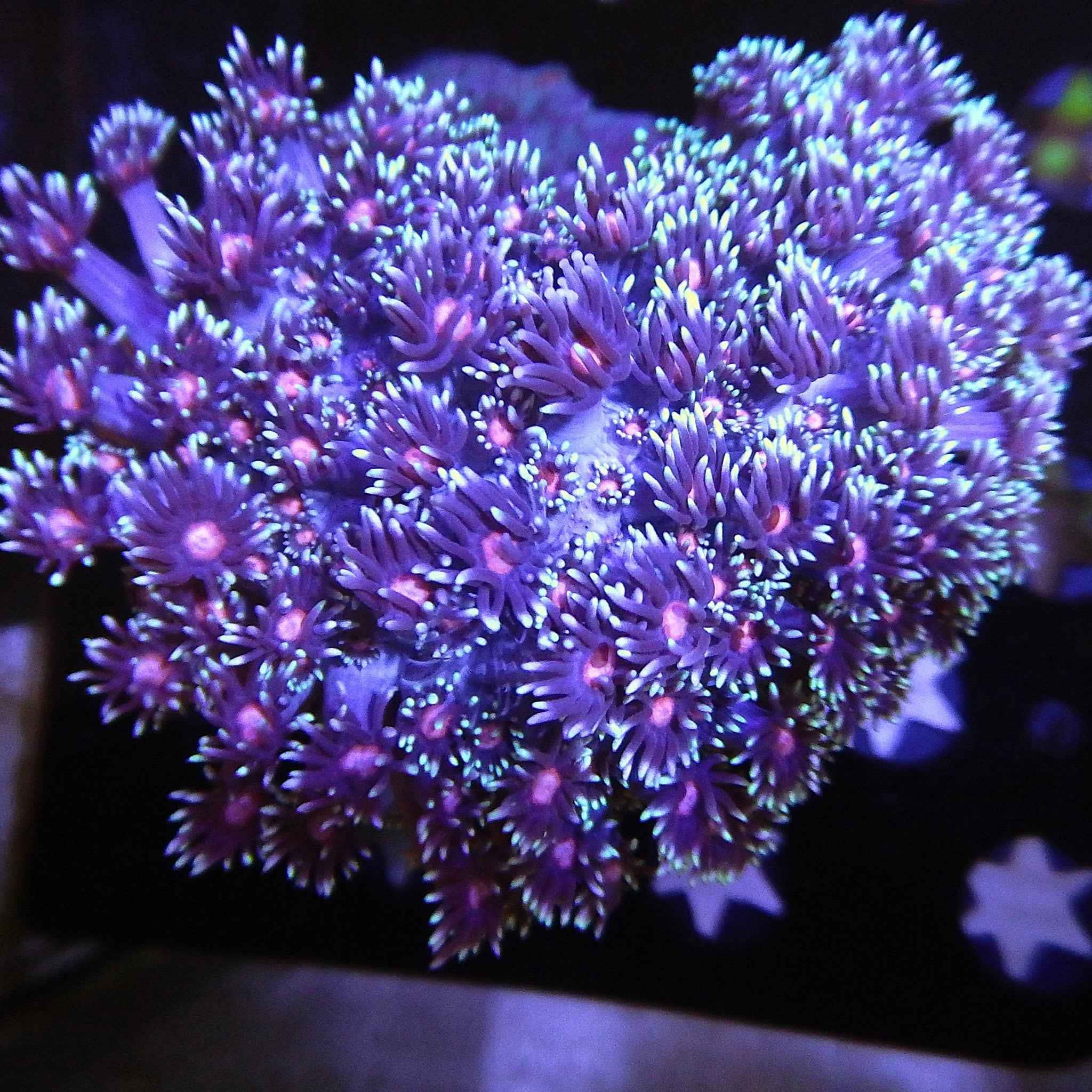ECC Cookies and Cream Cauliflower Coral