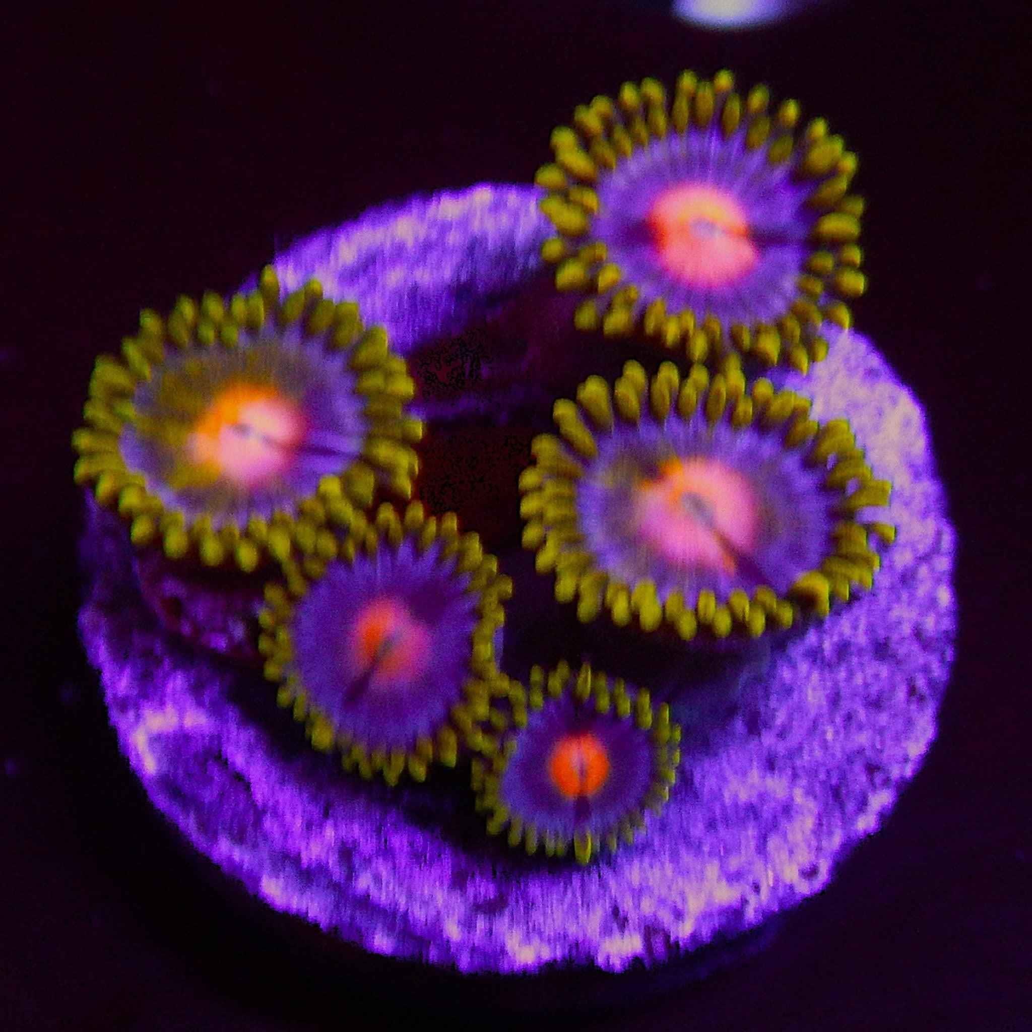 ECC Blow Pops Zoanthid Coral