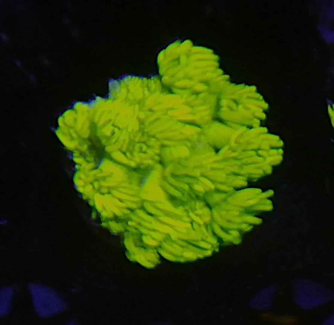 Yellow Goniopora Coral