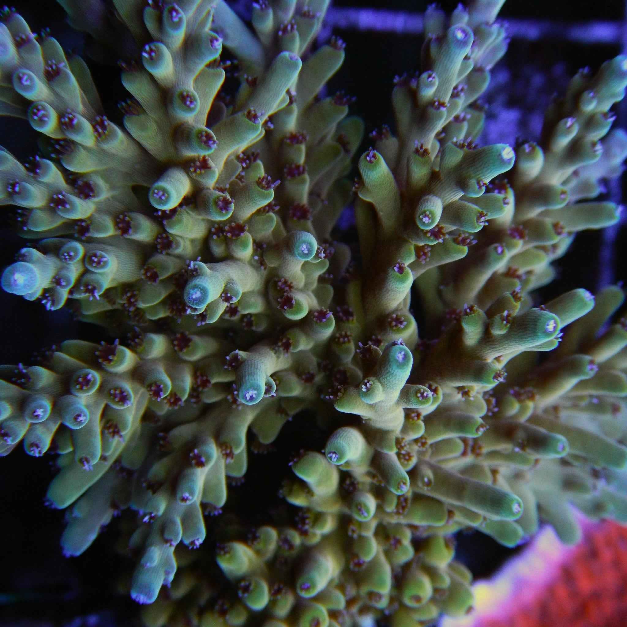 ORA Pink Blush Acropora Coral