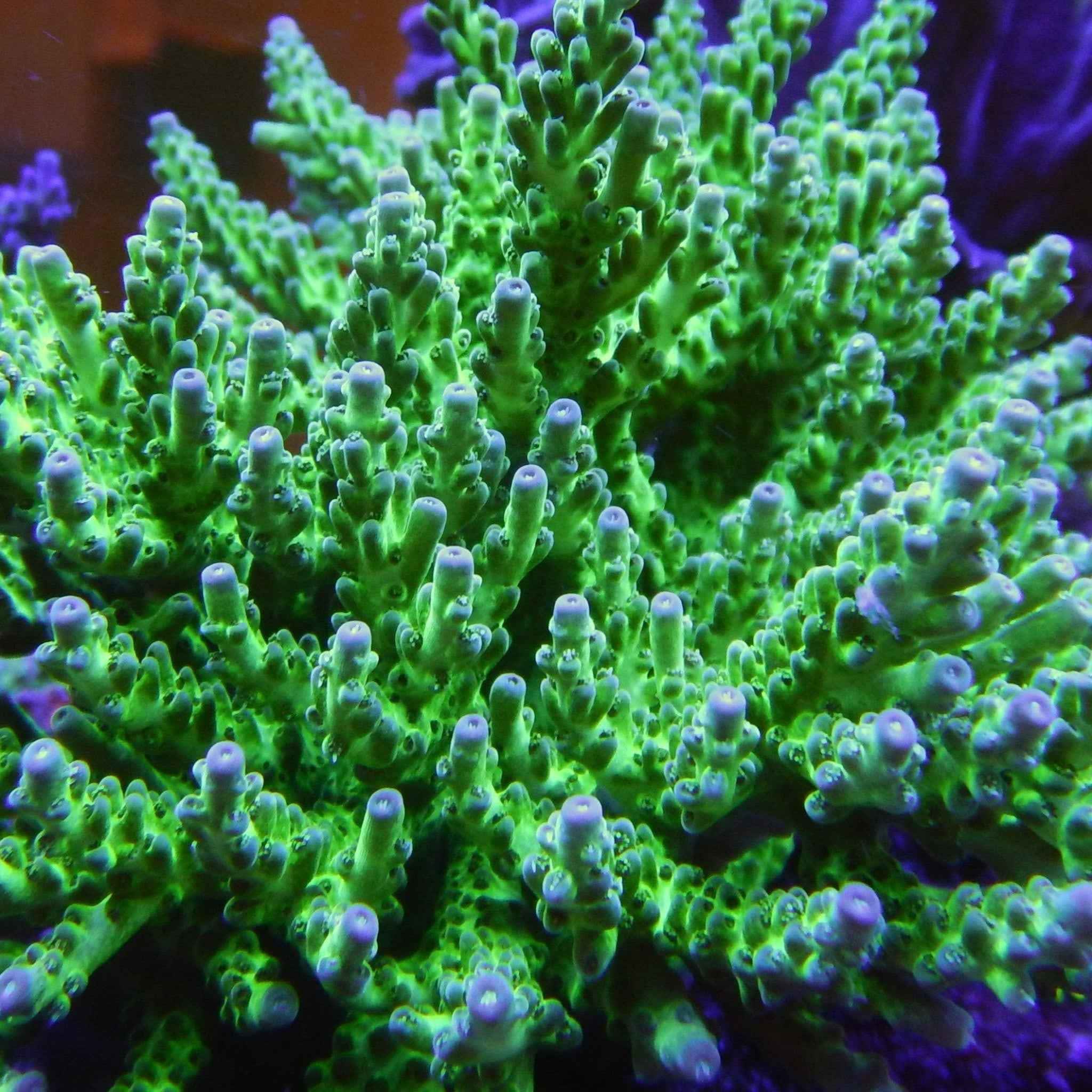 Rich's Unknown Acropora Coral