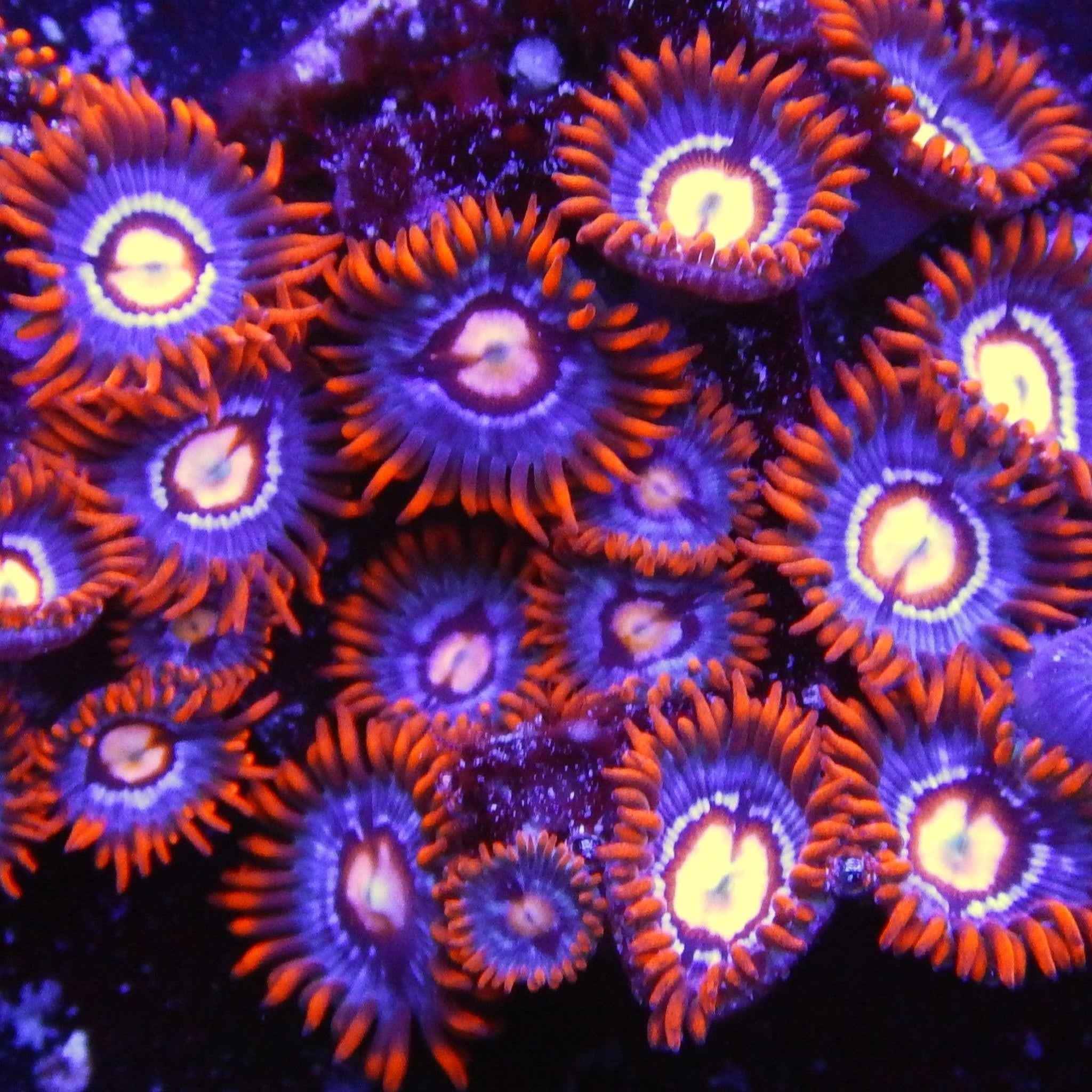 ACI Fire and Ice Zoanthid Coral
