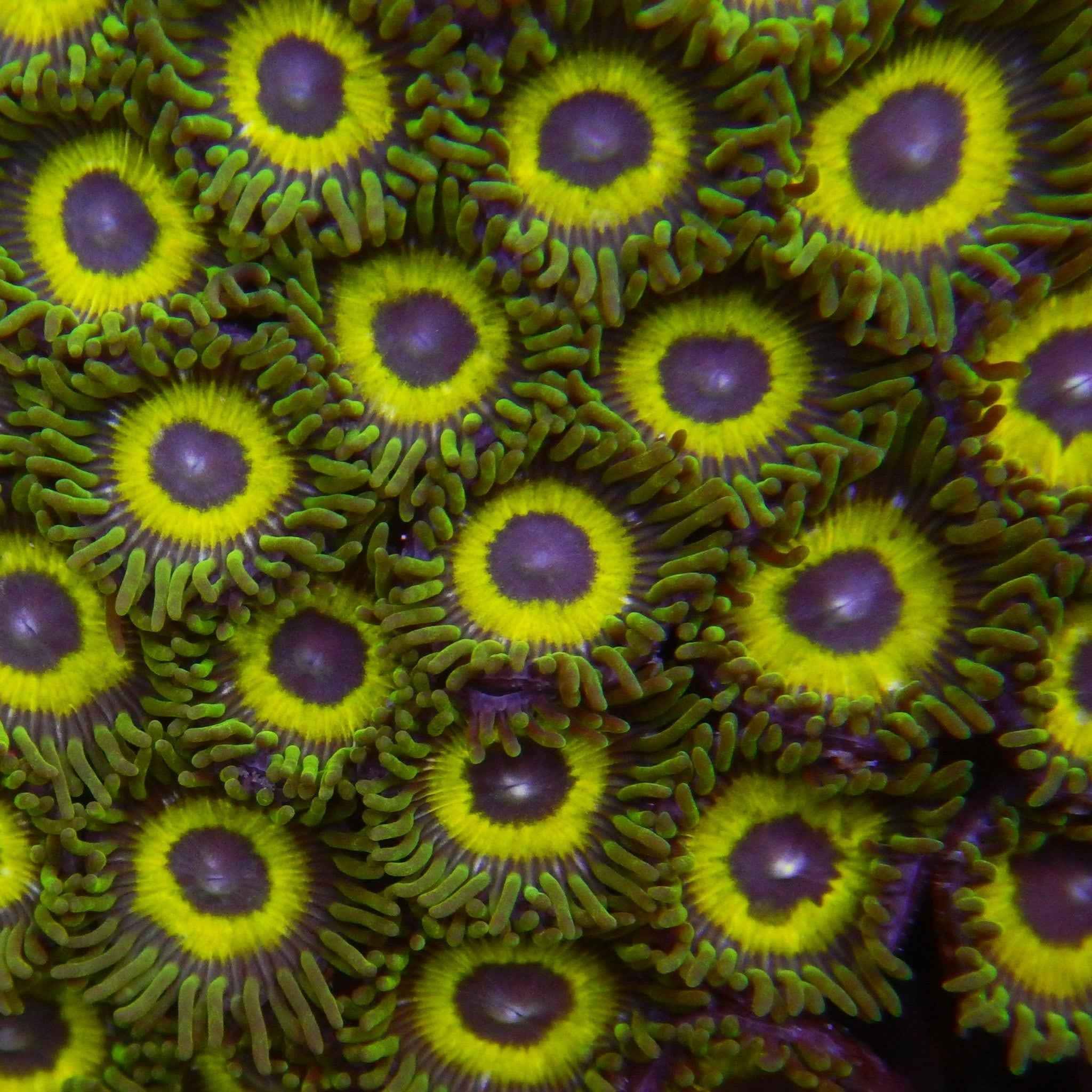 Emerald City Zoanthid Coral