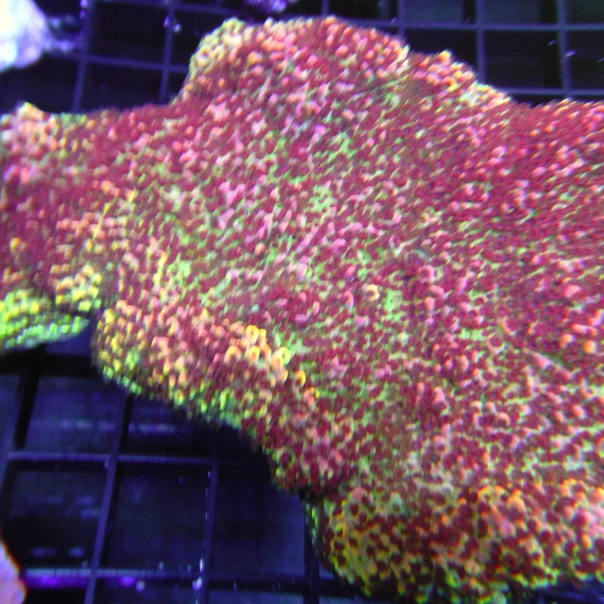 Wow Acropora Coral