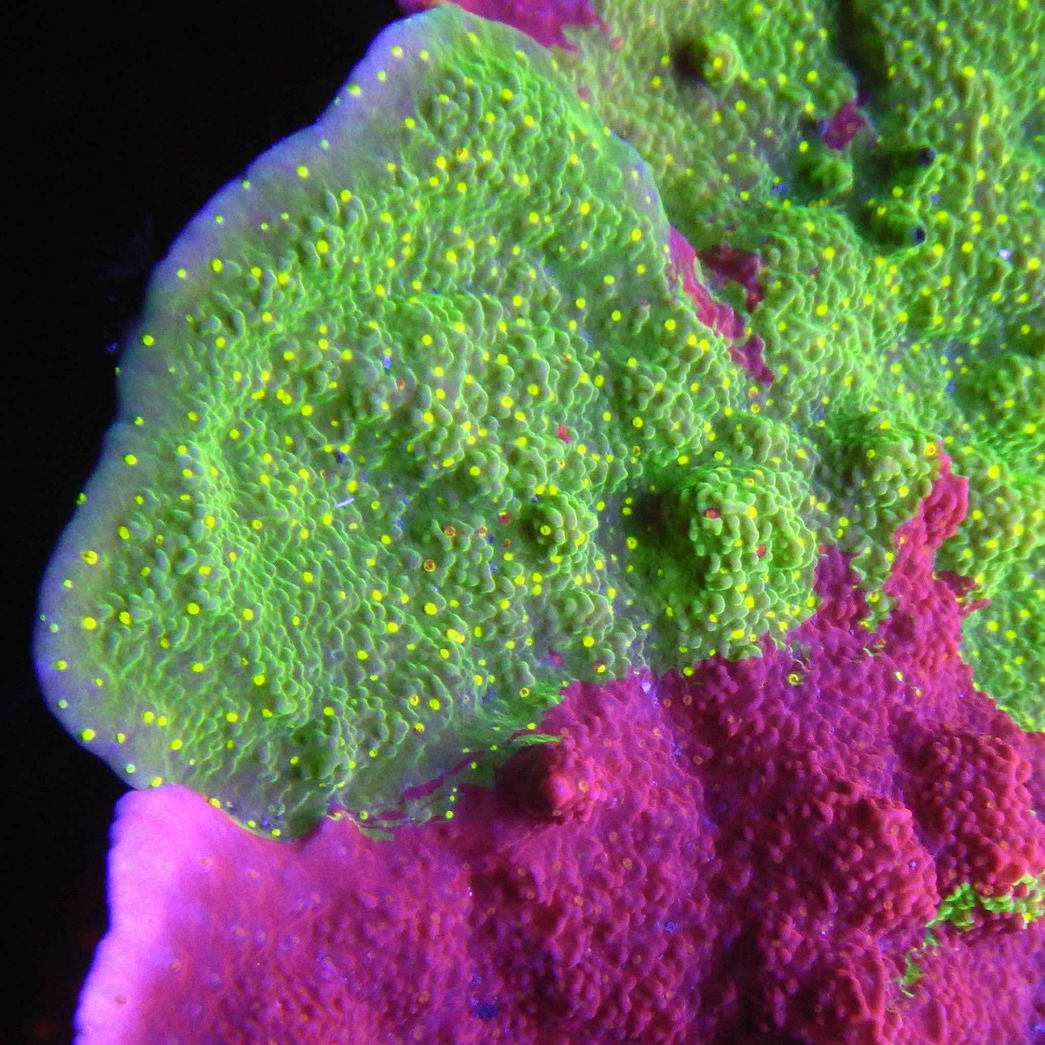 Sunfire Grafted Montipora Coral