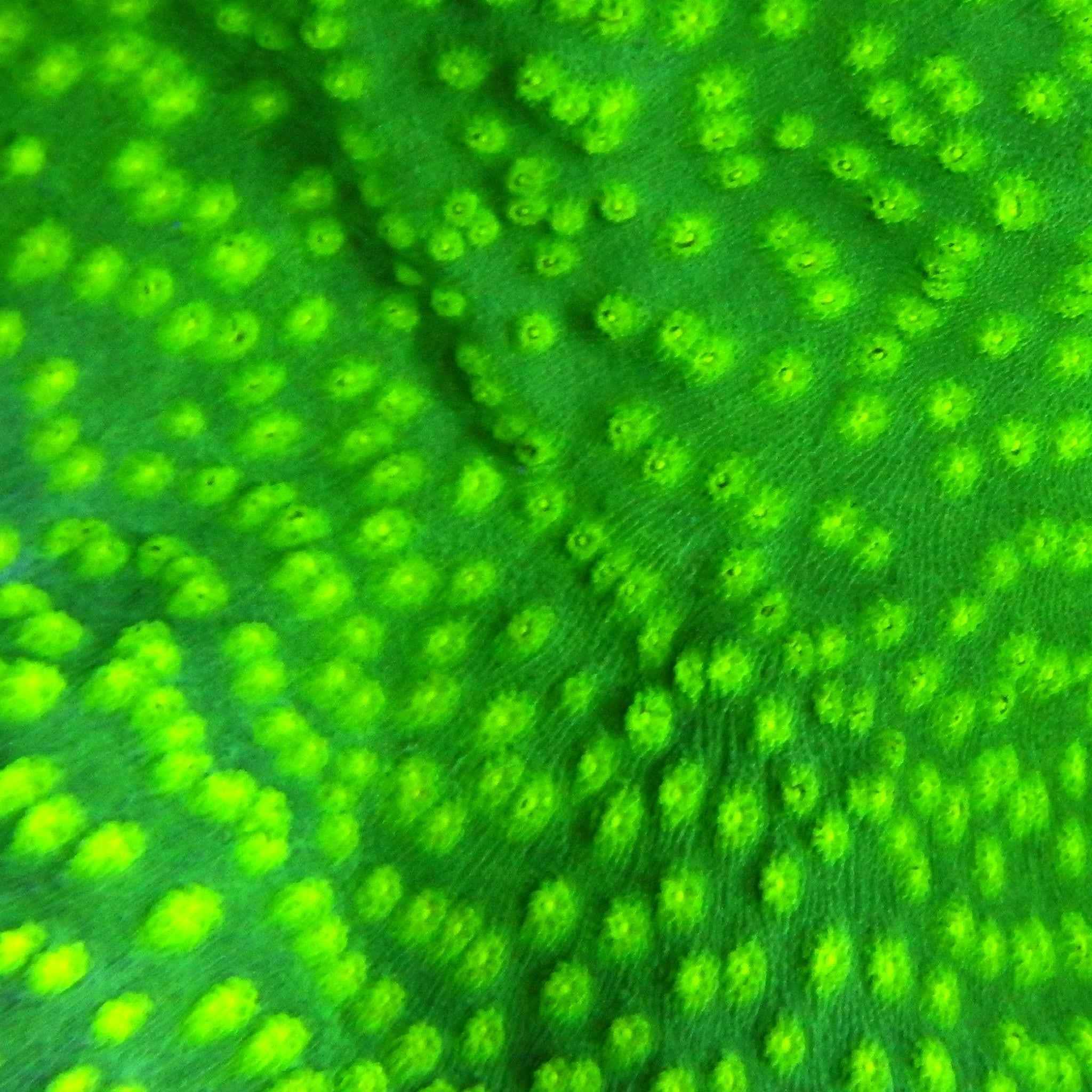 Stunner Chalice Coral