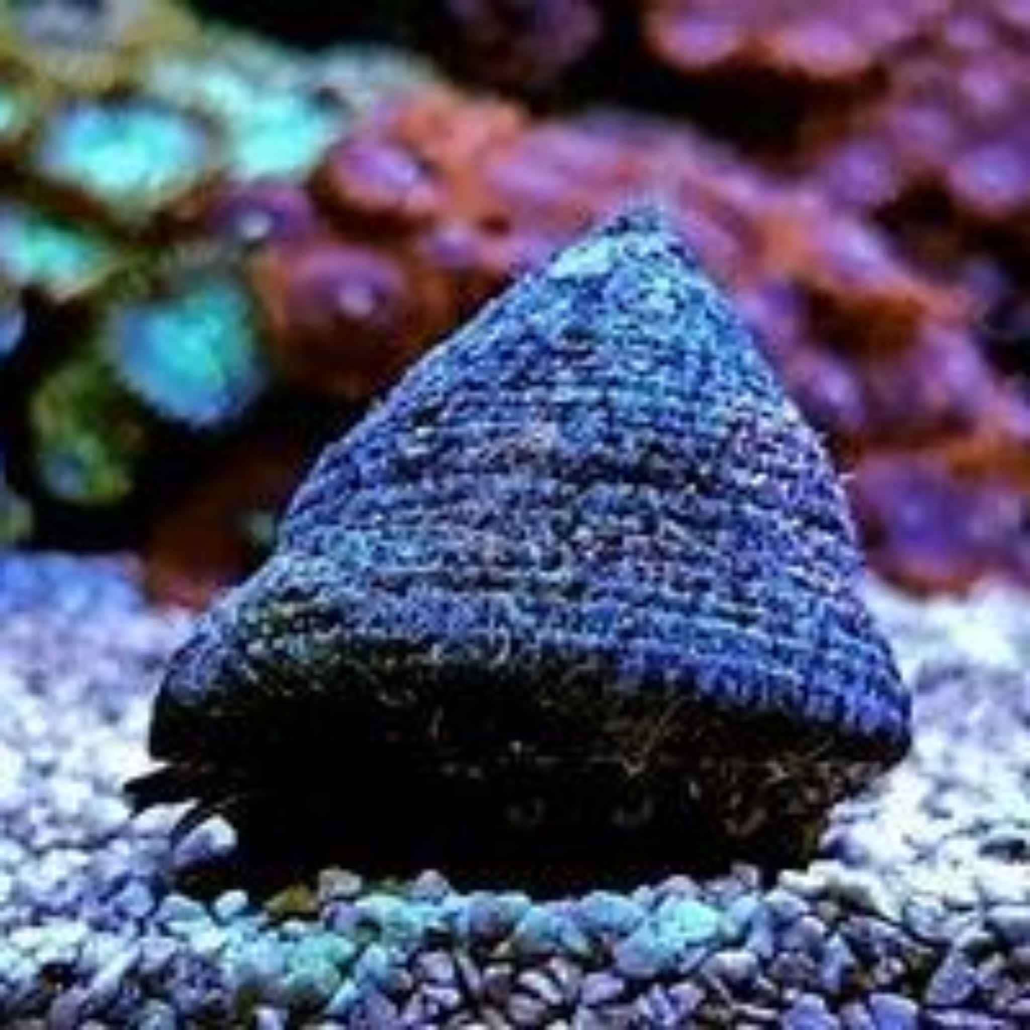 Trochus snails