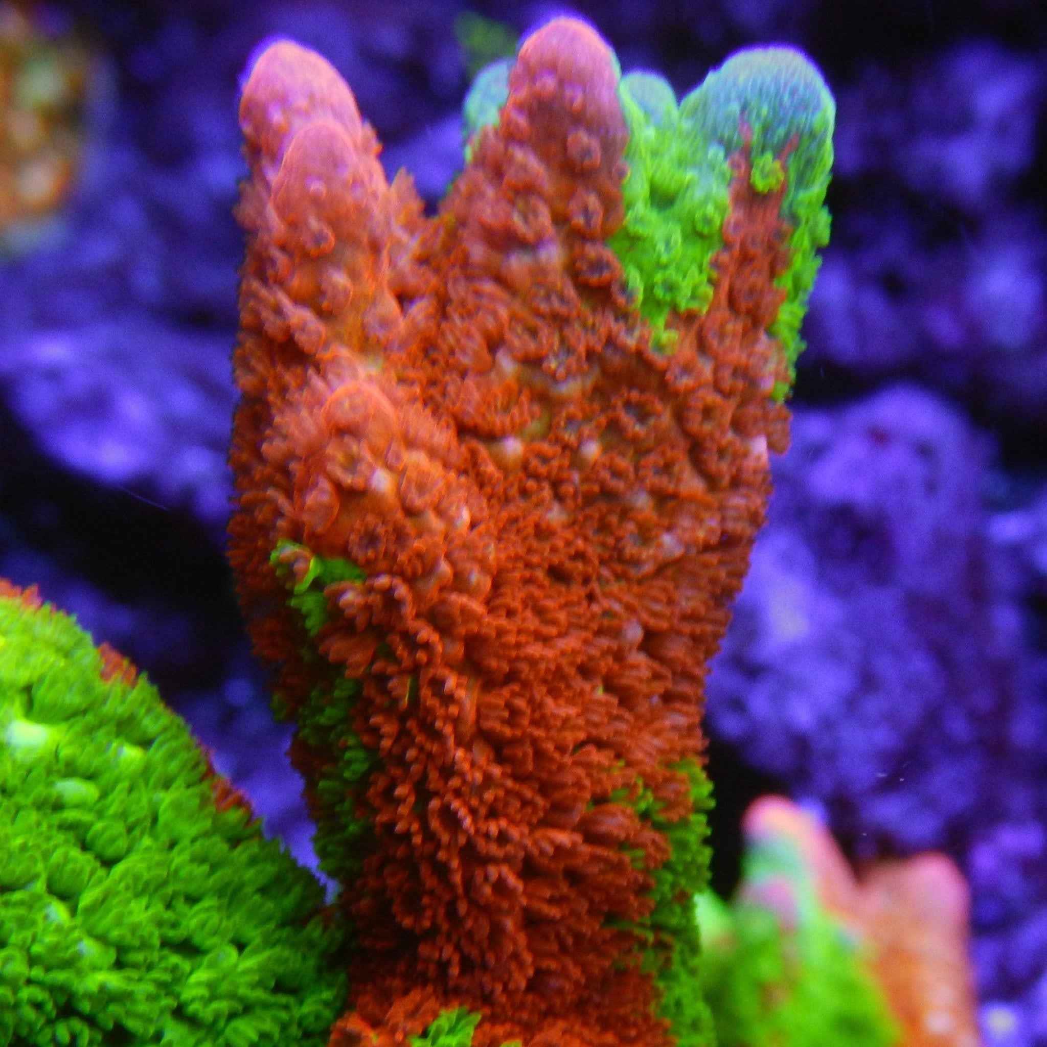 WWC Contraband Grafted Digitata Coral