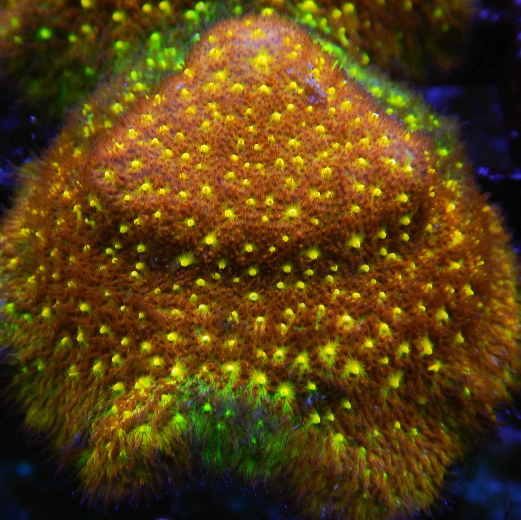 Rainbow Psammocora Coral