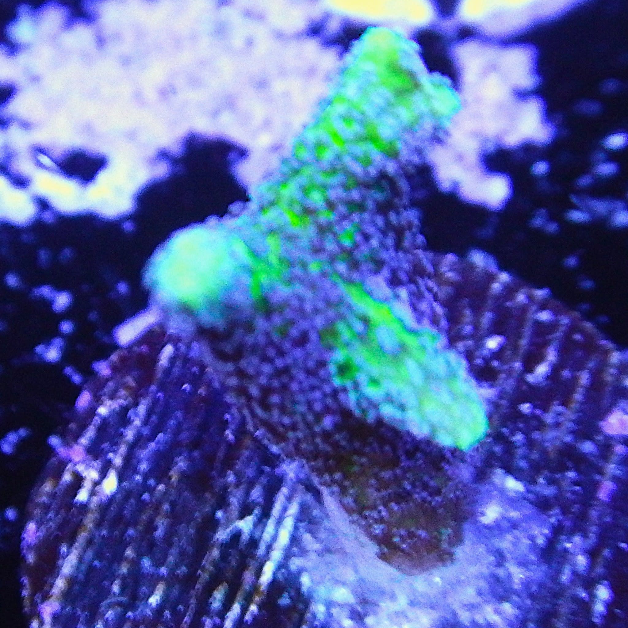 ECC Birds of Paradise Birdsnest Coral