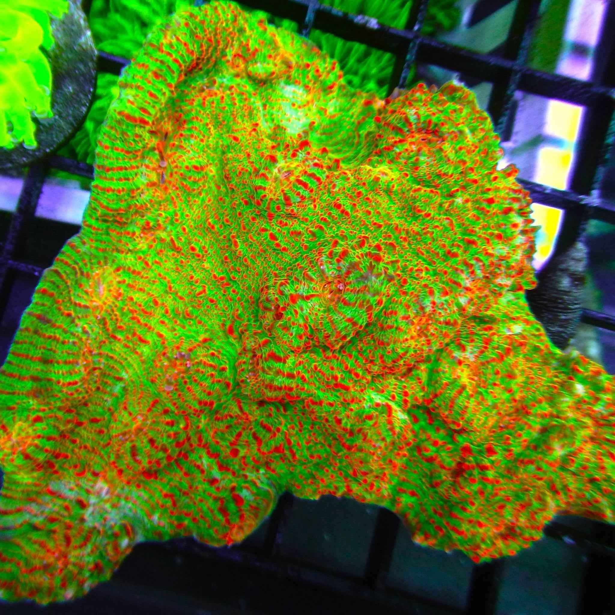 Aussie Chalice Coral