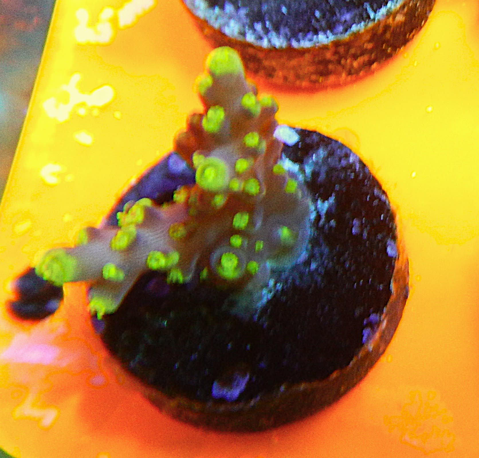 ARC Proximo Acropora Coral