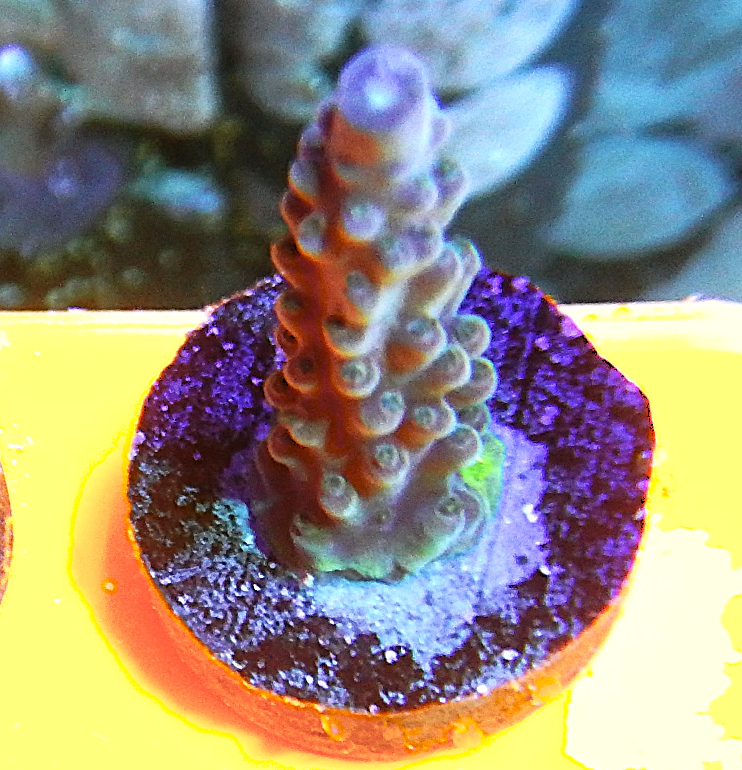 ECC Moon Walker Acropora