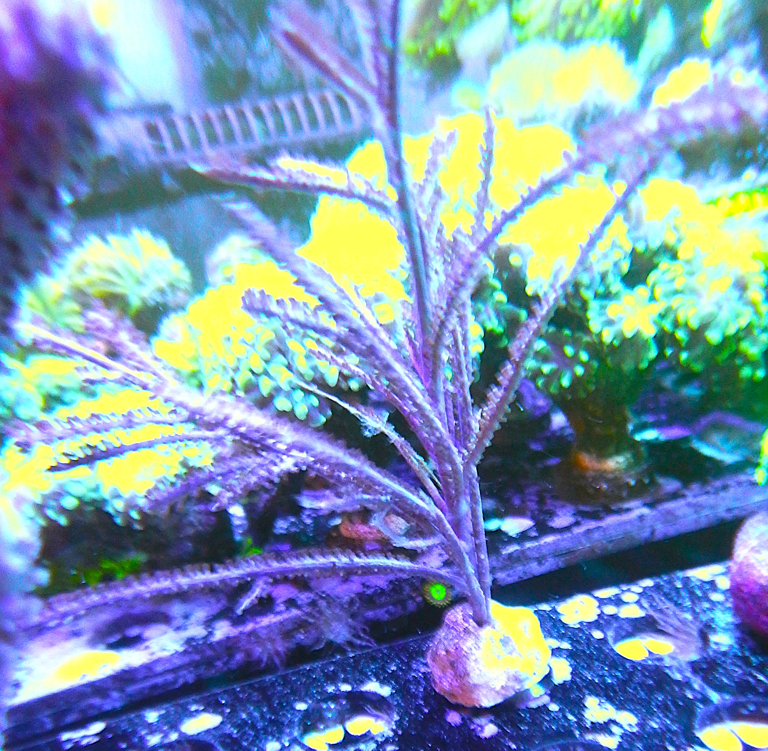 Purple Plime Gorgonian 