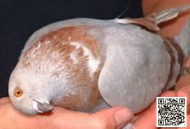 Paramyxovirus (Pigeon Paramyxovirus-1 / PPMV-1) in pigeons — illustration