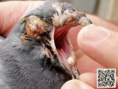 صورة توضيحية لمرض جدري الحمام