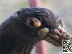 صورة توضيحية لمرض جدري الحمام