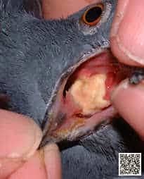 Trichomoniasis / Canker in pigeons — illustration