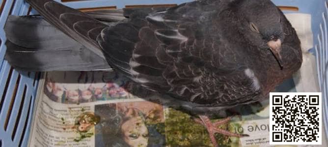 Coccidiosis in pigeons — illustration