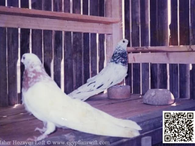 Egyptian Ghuzar Pigeon