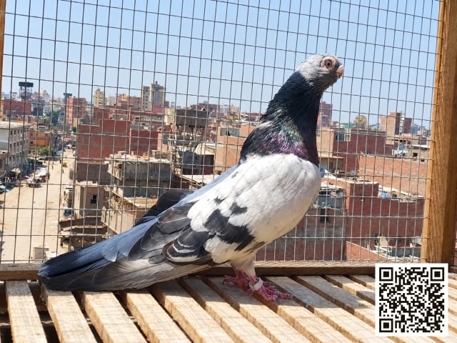 الغزار المصري