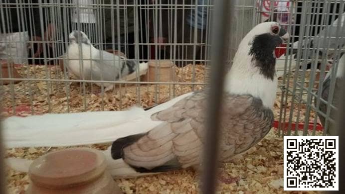 Ablaq pigeon
