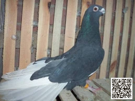 Meswed pigeon