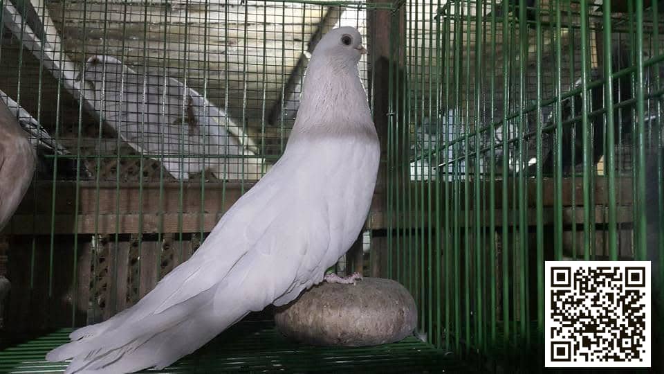 Nawa'em (Mekniraat) pigeon