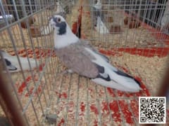 صورة سلالة أبلق قشر بندق (3)
