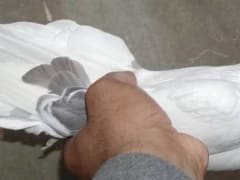 Akhdar Rayeq pigeon (2)