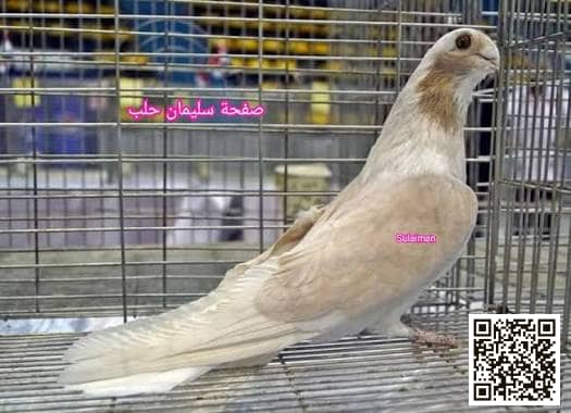 Ablaq Sokrota pigeon