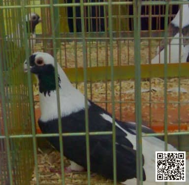 Ablaq Aswad pigeon