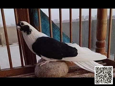 صورة سلالة أبلق على فحم