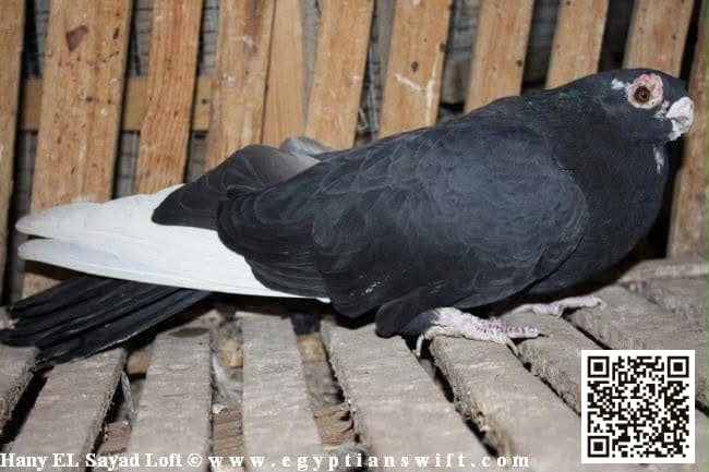 Anbari Asmar pigeon