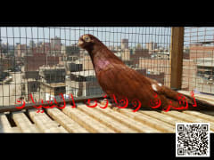 صورة سلالة الأحمر الغُزار (2)