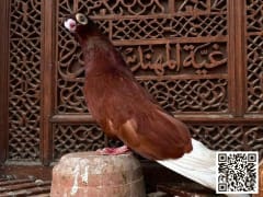 Moraqqa' Ahmar pigeon (2)