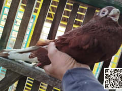 Moraqqa' Ahmar pigeon (3)