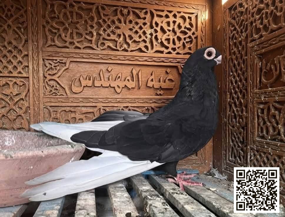 Meswed Teltein pigeon — black body with a white tail, in front of a carved Islamic-style wooden panel