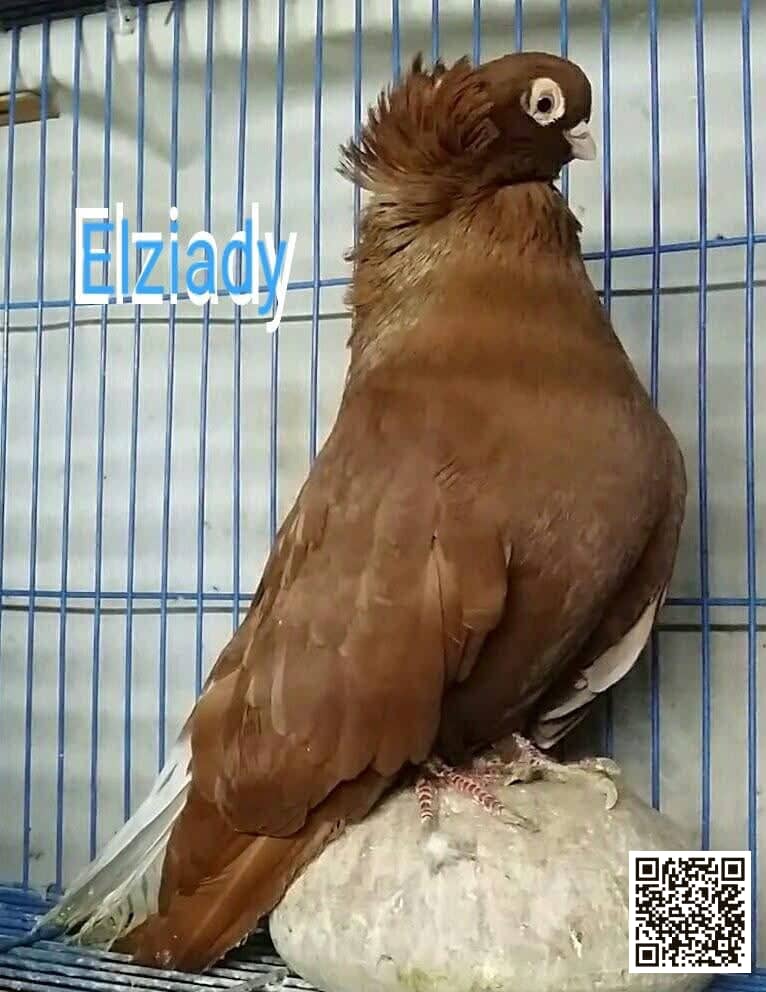 صورة سلالة الحلبي المصري