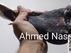 صورة سلالة الأرنفل (القرنفلي) (2)